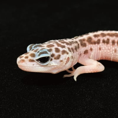 豹紋守宮．超雪（編號 49）4