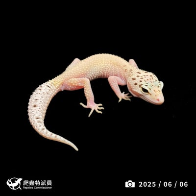 豹紋守宮．WY 雪花日蝕（編號 399）1