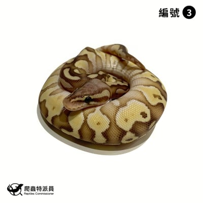 球蟒．淡彩奶油（編號 3）1
