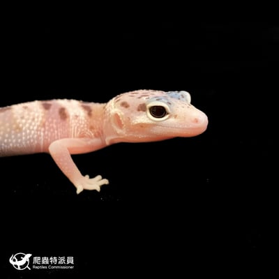 豹紋守宮．川白雪花（編號 219）4