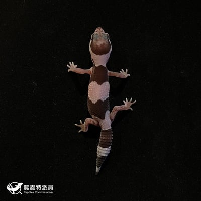 肥尾守宮．Oreo（編號 139）2