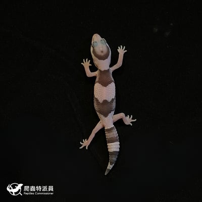 肥尾守宮．Oreo（編號 140）2