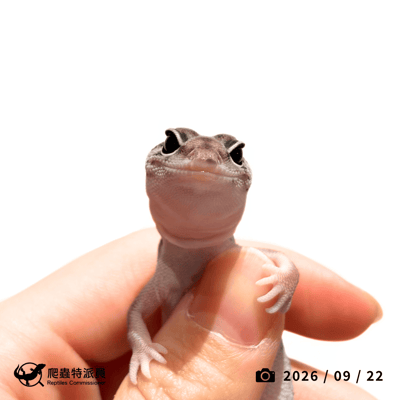 肥尾守宮．普肥（編號 485）2