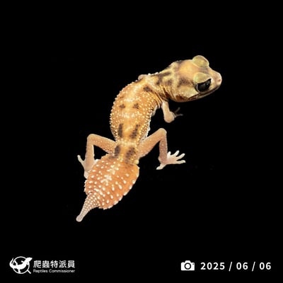 瘤尾守宮．NLP / 雙隱（編號 326）1