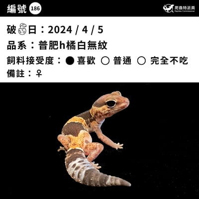 肥尾守宮．普肥 h 橘白無紋（編號 186）3