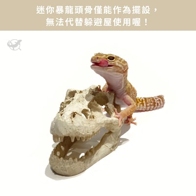 爬蟲迷你暴龍頭骨擺設3