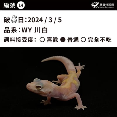 豹紋守宮．WY 川白（編號 14）3