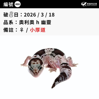 肥尾守宮．奧利奧 h 幽靈（編號 466）3
