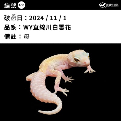 豹紋守宮．WY 直線川白雪花（編號 400）3