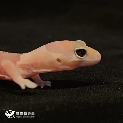 肥尾守宮．橘白 h 焦糖（編號 43）4