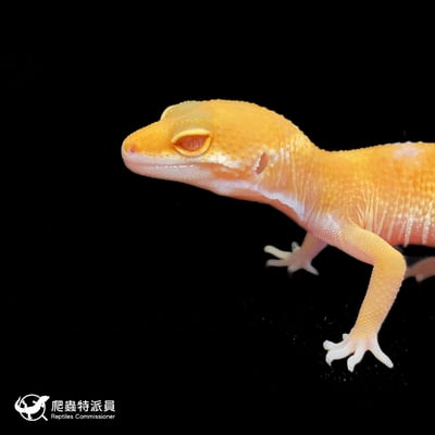 豹紋守宮．日焰（編號 210）5