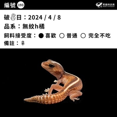 肥尾守宮．無紋 h 橘白（編號 193）3