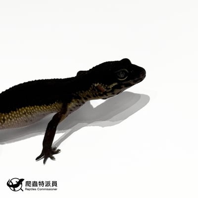 豹紋守宮．黑夜（編號 313）4