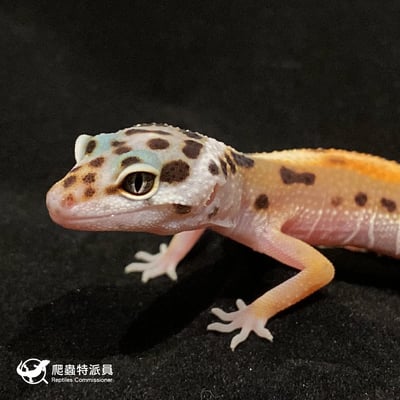 豹紋守宮．叢林（編號 9）5