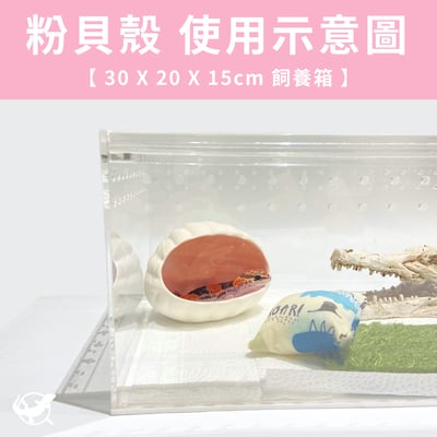 爬蟲貝殼躲避屋4