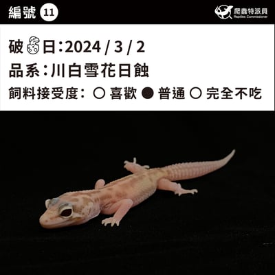 豹紋守宮．川白雪花日蝕（編號 11）3