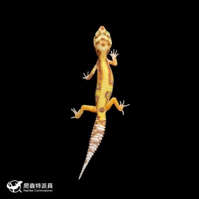 豹紋守宮．WY 貝爾（編號 372）2