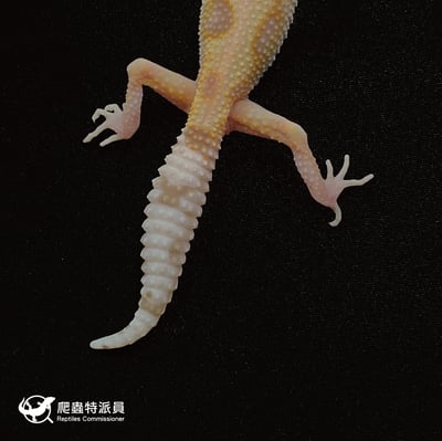 豹紋守宮．WY 川白（編號 5）4