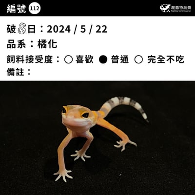 豹紋守宮．橘化（編號 112）3