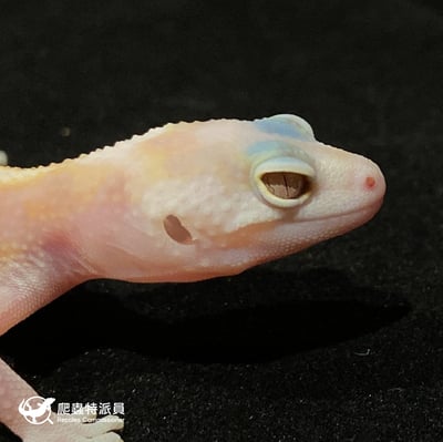 豹紋守宮．WY 川白（編號 14）4