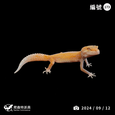 豹紋守宮．川普白化（編號 173）1