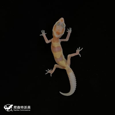 豹紋守宮．WY川白（編號 159）2