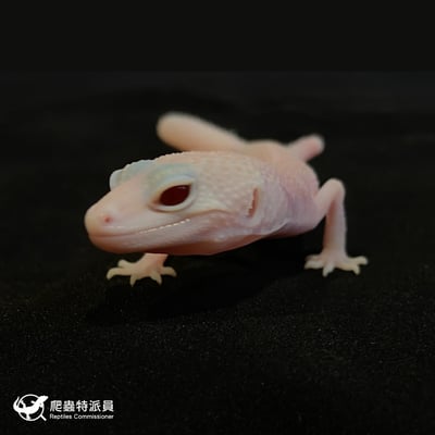 豹紋守宮．超級 RA（編號 51）5