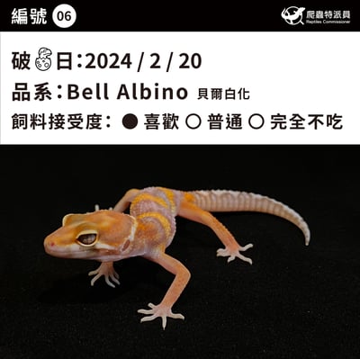 豹紋守宮．貝爾白化（編號 6）3