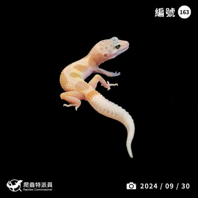 豹紋守宮．橘化（編號 163）1