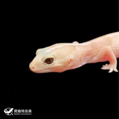 肥尾守宮．橘白雪（編號 255）5