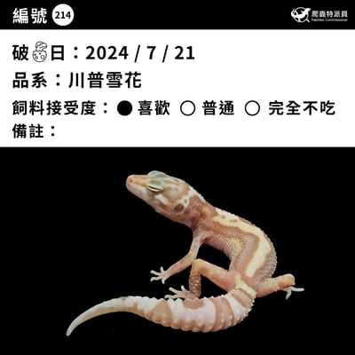 豹紋守宮．川普雪花（編號 214）3