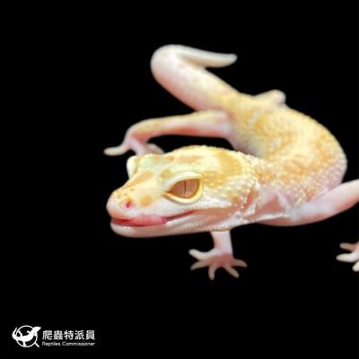 豹紋守宮．WY RAPTOR（編號 394）5