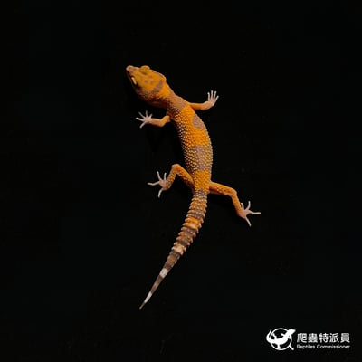 豹紋守宮．電橘貝爾（編號 384）2