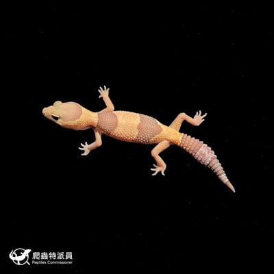 肥尾守宮．橘白（編號 366）2