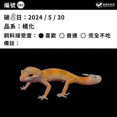 豹紋守宮．橘化（編號 162）3