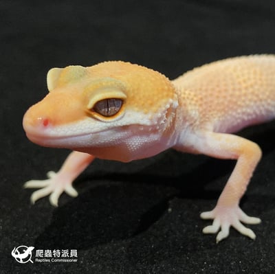 豹紋守宮．日焰（編號 2）5