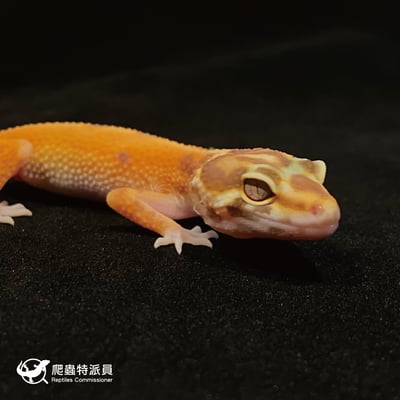 豹紋守宮．貝爾叢林（編號 15）4