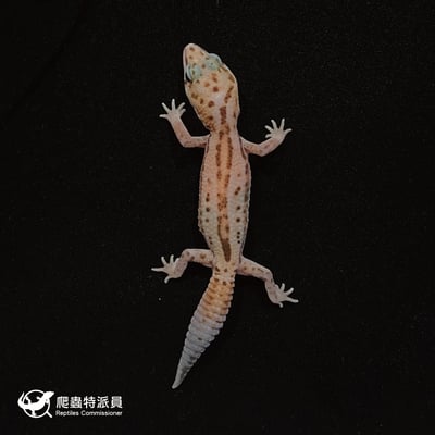 肥尾守宮．立可白無紋（編號 33）2