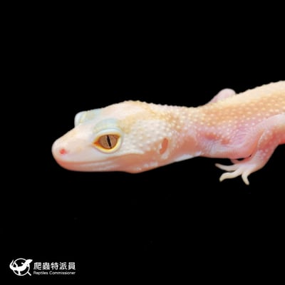 豹紋守宮．WY 直線川白雪花（編號 400）5