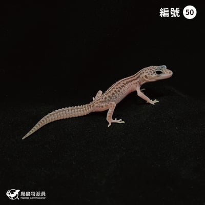 豹紋守宮．超雪（編號 50）1