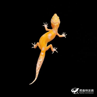 豹紋守宮．川白（編號 424）2