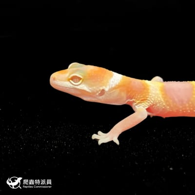 豹紋守宮．WY 川白（編號 64）5