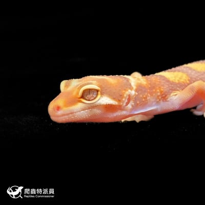 豹紋守宮．川普白化（編號 73）5