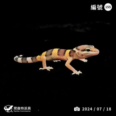 豹紋守宮． 原色（編號 155）1