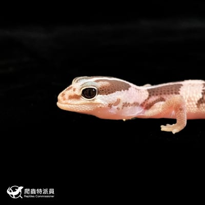 肥尾守宮．Oreo（編號 143）5