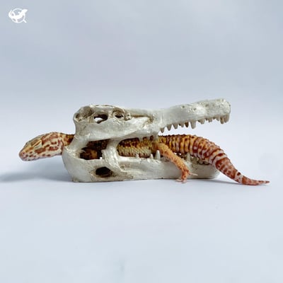 鱷魚頭骨躲避屋5