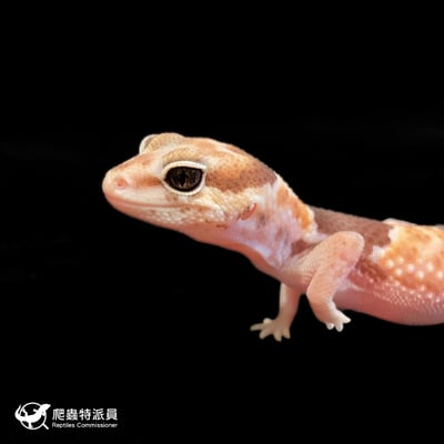 肥尾守宮．普肥 h 幽靈祖魯（編號 189）5