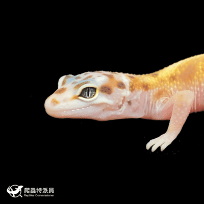 豹紋守宮．叢林（編號 167）5