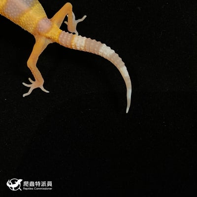 豹紋守宮．日焰（編號 111）4