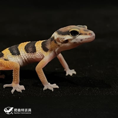 豹紋守宮．高黃（編號 79）4